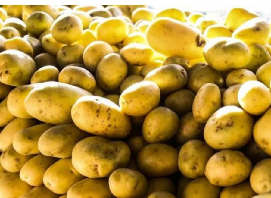 Boletim da Conab verifica queda de preços da batata nos principais mercados atacadistas influenciada por boa oferta do produto